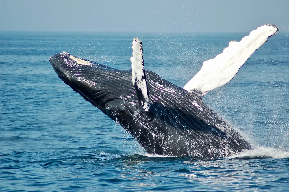 The Blue Whale