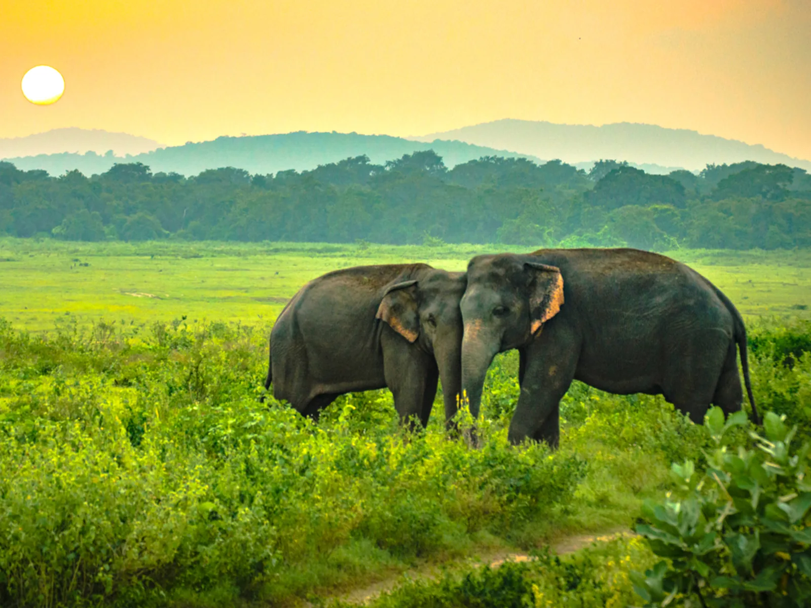 Wild elephant pair grazing together at dusk across the savanna wetlands