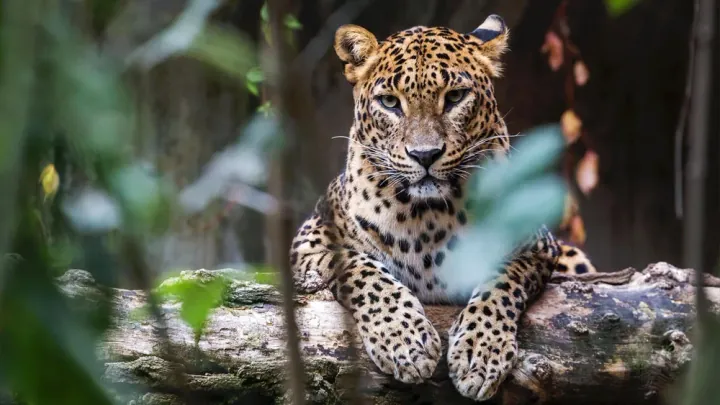Why Sri Lanka Offers a Better Safari Than Africa