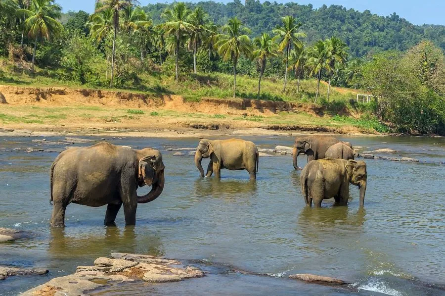 Wild Asian elephant during a safari in Sri Lanka