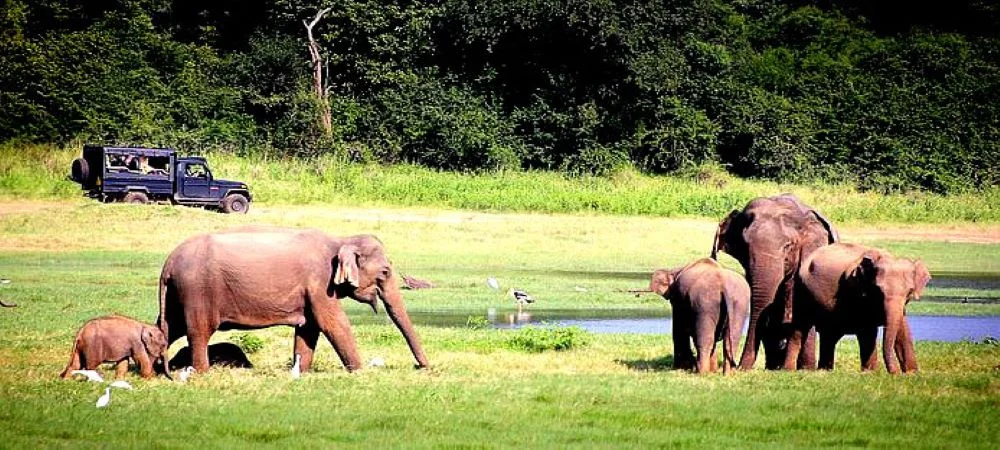Wildlife safari vehicle watching elephants in Yala National Park