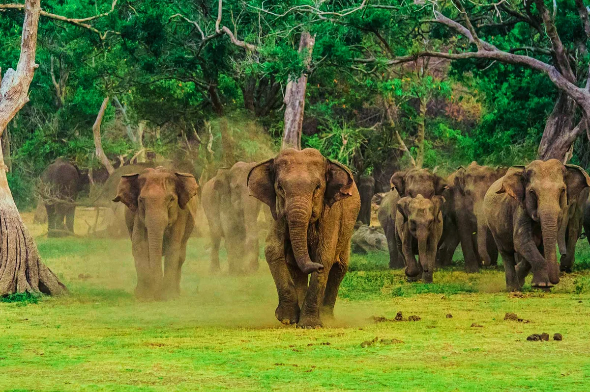 Herd of wild Asian elephants at Wilpattu National Park
