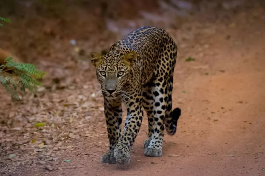 Wilpattu National Park - Scenic landscape in The Western Coast & Riverways, Sri Lanka
