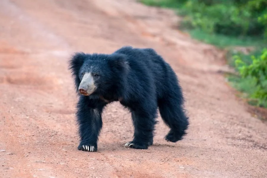 Sri Lankan sloth bear roaming the tracks of Wilpattu