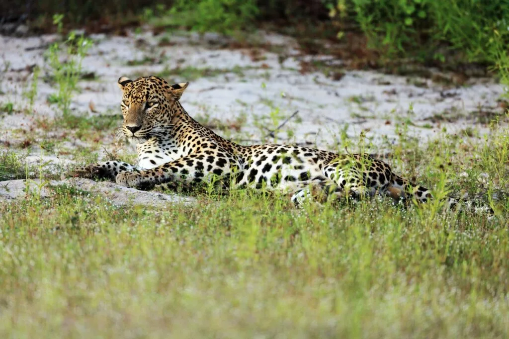 Leopard in the wilderness of Yala National Park