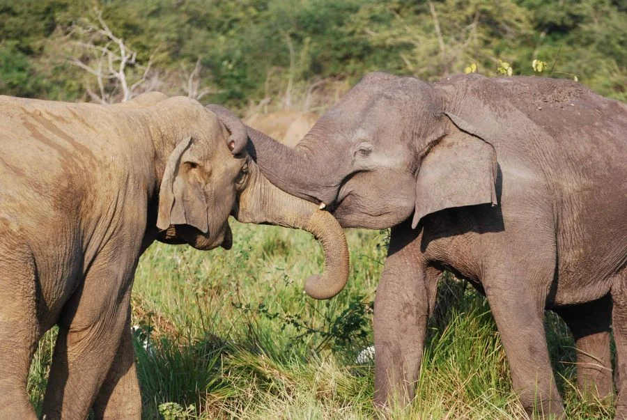 A wild elephant herd grazing in the grasslands and scrub jungles of Yala