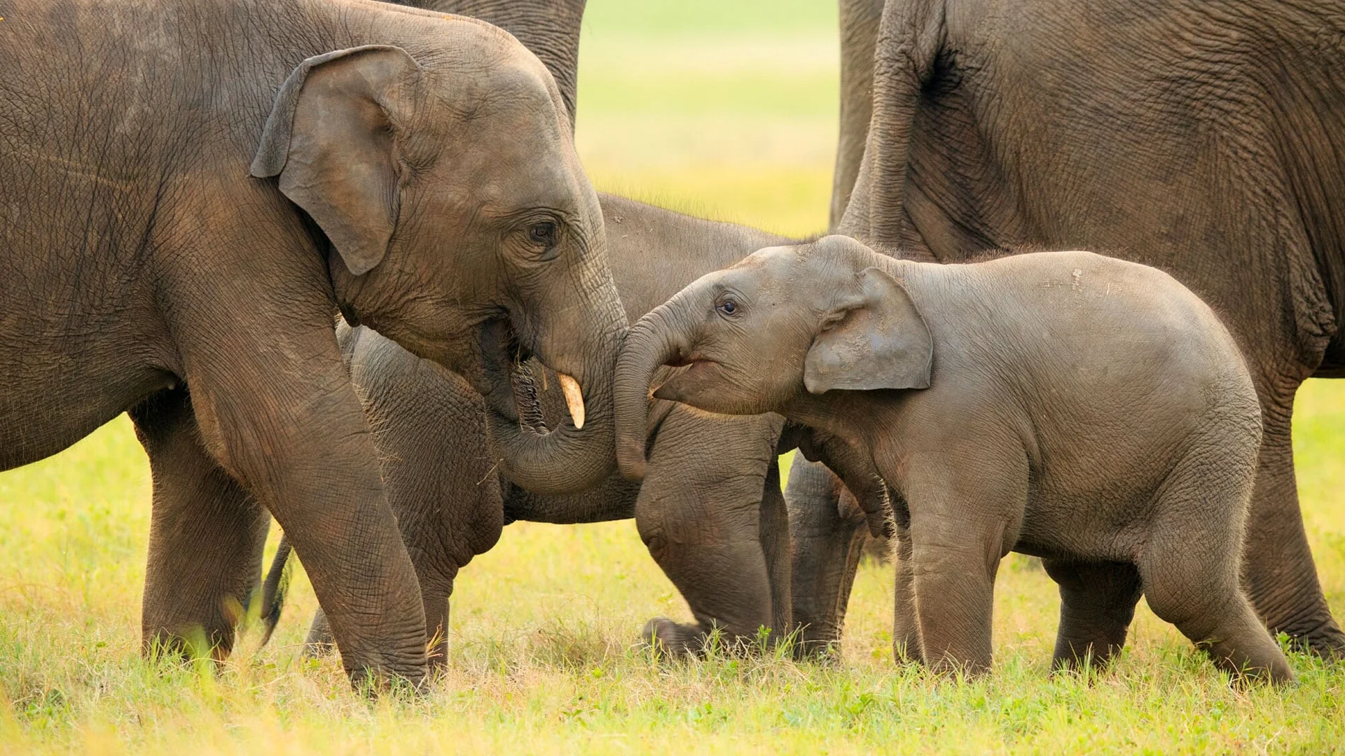 Asian Elephant