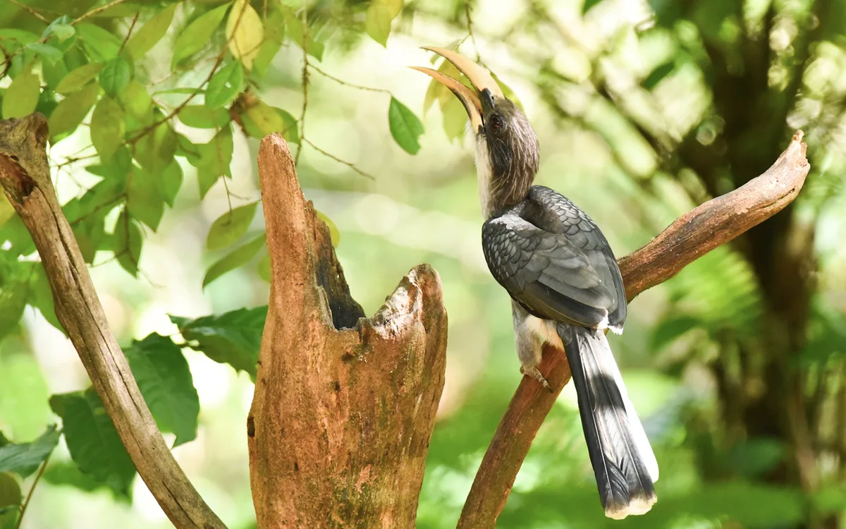 Bird Watching 13 Days Tour
