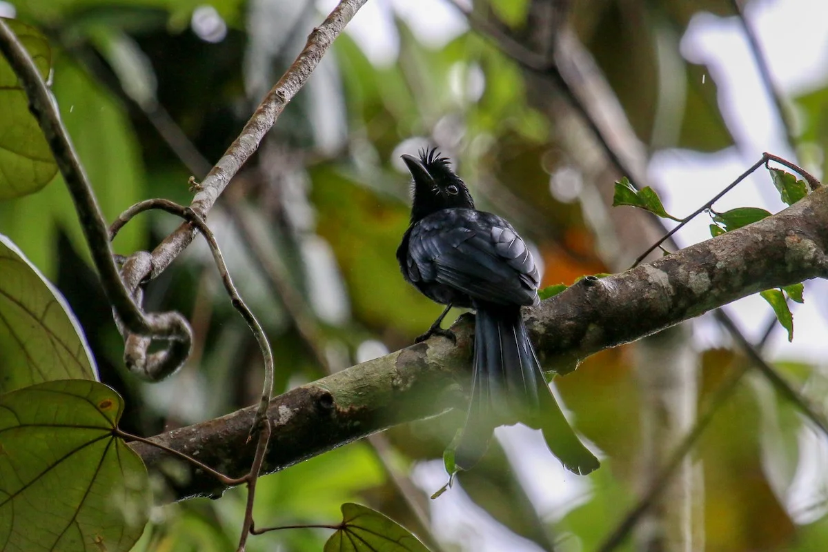 Bird Watching Tour 16 Days