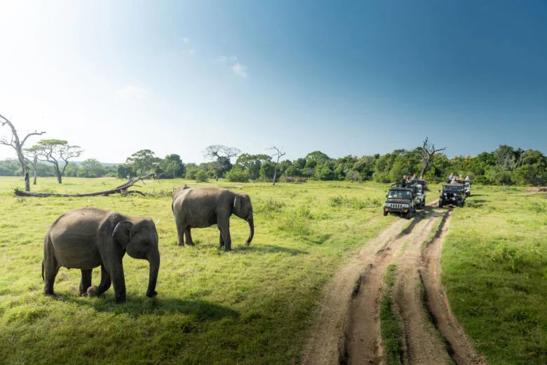 Wilderness Safari & Golden Coast
