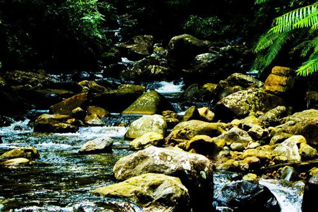 Crystal-clear mountain streams cascading over moss-draped boulders in the heart of Sinharaja Forest Reserve