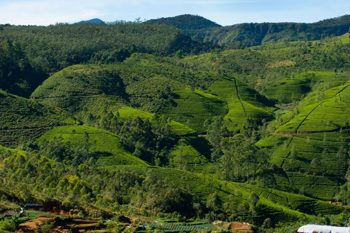 Ramboda Falls & High-Country Nuwara Eliya