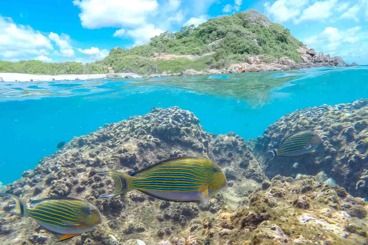 Snorkeling view at Pigeon Island showing marine fish beneath the water and island landscape above