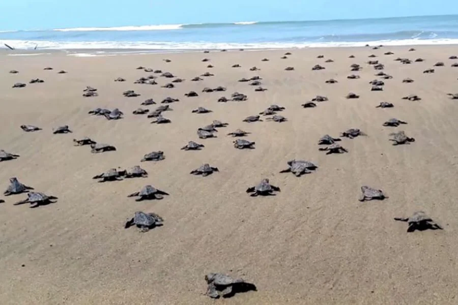 Intensive Healing Therapies & Kosgoda Turtle Sanctuary